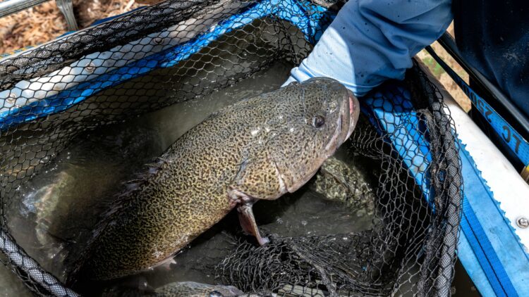 Rescued Murray cod returned to Macquarie River