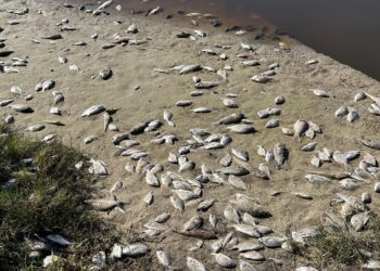NSW fish kill continues