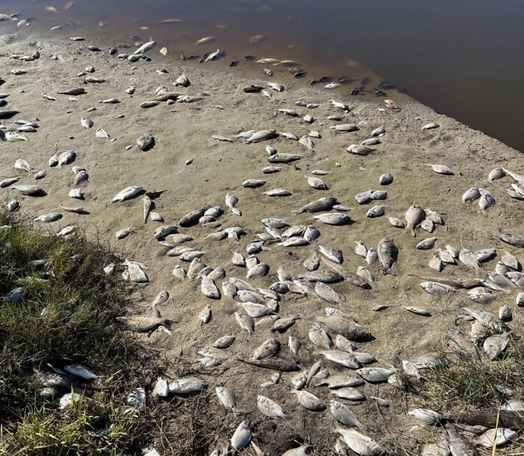NSW fish kill continues