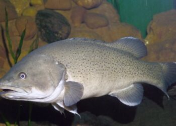 Threatened native trout cod recovery underway with innovative fish breeding & stocking