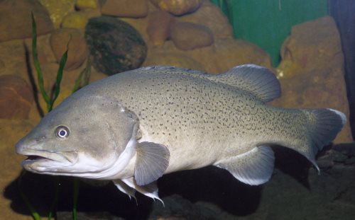 Threatened native trout cod recovery underway with innovative fish breeding & stocking