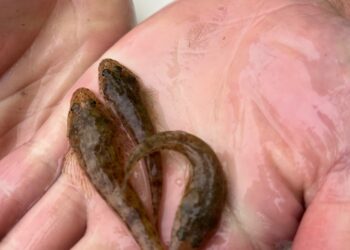 225,000 dusky flathead stocked in East Gippsland 