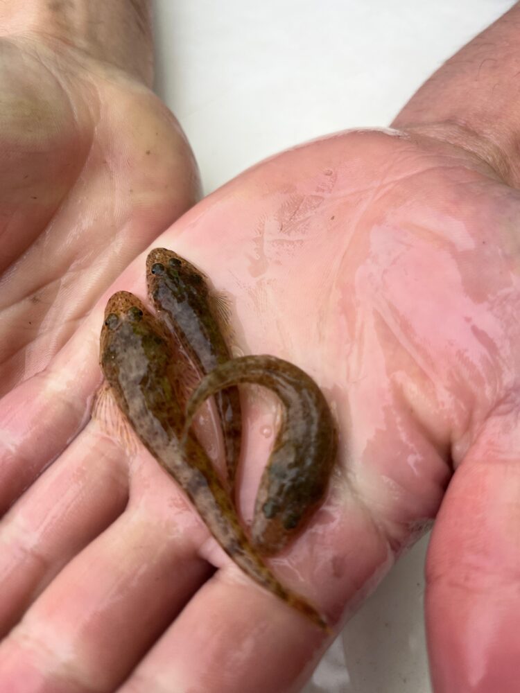 225,000 dusky flathead stocked in East Gippsland