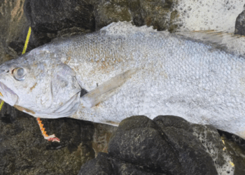 Over 200 species dead in South Australia fish kill
