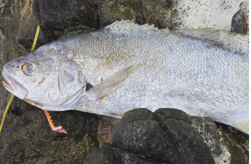 Over 200 species dead in South Australia fish kill