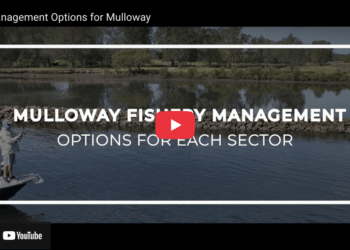 VIDEO: Management options for mulloway
