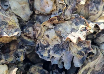 Australians urged to report tropical shellfish