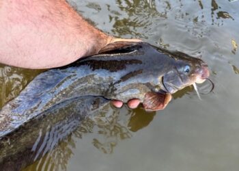 Catfish comeback for Northern Victoria