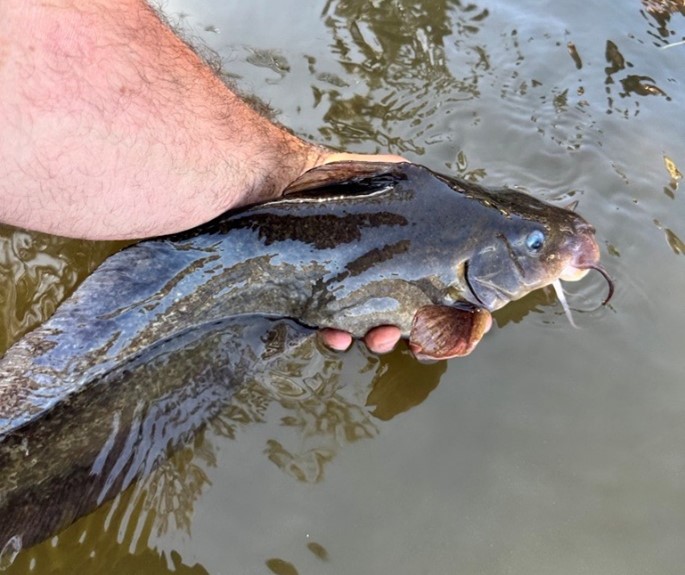 Catfish comeback for Northern Victoria