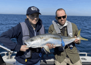Victoria’s Kingfish Tagging success