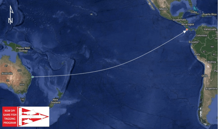 Queensland black marlin recaptured in Costa Rica