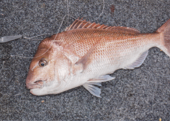 Snapper down deep