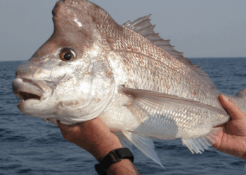 Knobby head snapper