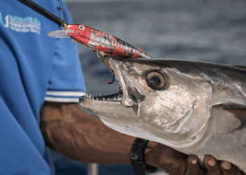 Minnows in the ocean