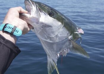 National survey into shark depredation