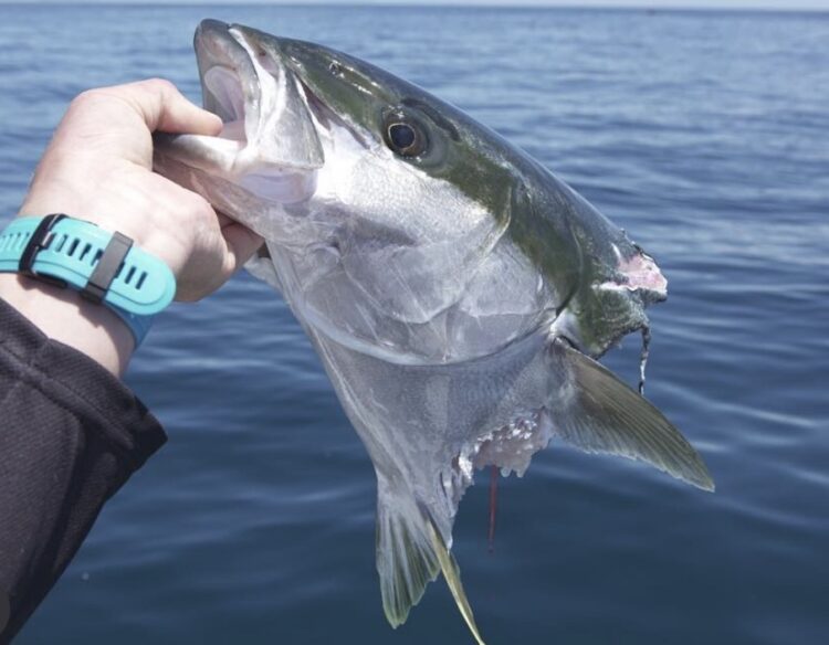National survey into shark depredation