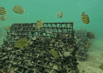 OzFish to boost shellfish reefs for South Australia algal bloom recovery