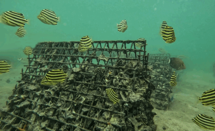OzFish to boost shellfish reefs for South Australia algal bloom recovery