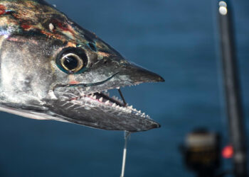 Queensland to raise Spanish mackerel catch limits