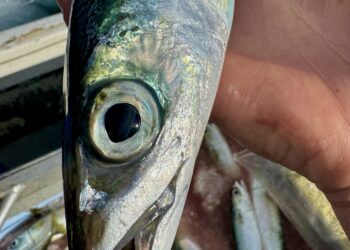 Blue by name, Slimy by nature