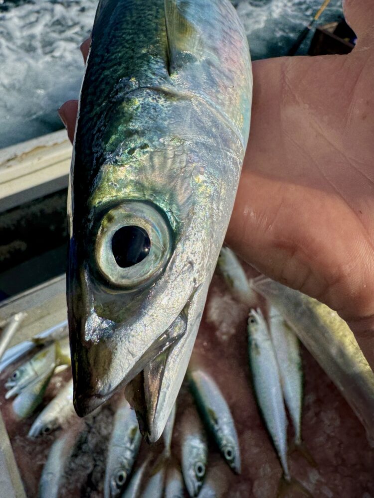 Blue by name, Slimy by nature