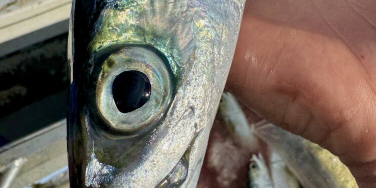 Blue by name, Slimy by nature