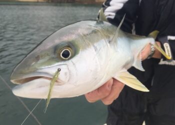 Opinion: NSW falls behind on kingfish management