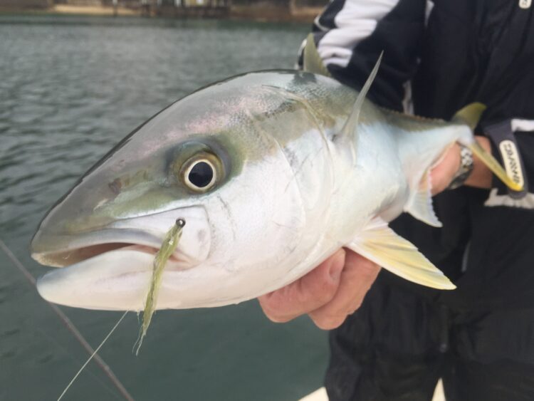 Opinion: NSW falls behind on kingfish management