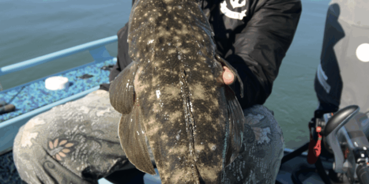 Winning flathead tips