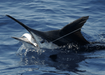 Game fishing knots & rigs