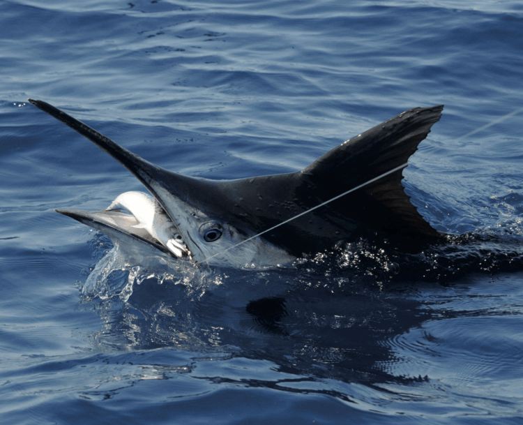 Game fishing knots & rigs