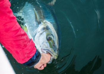 Overwhelming support confirms kingfish bag limit change
