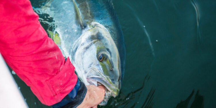 Overwhelming support confirms kingfish bag limit change