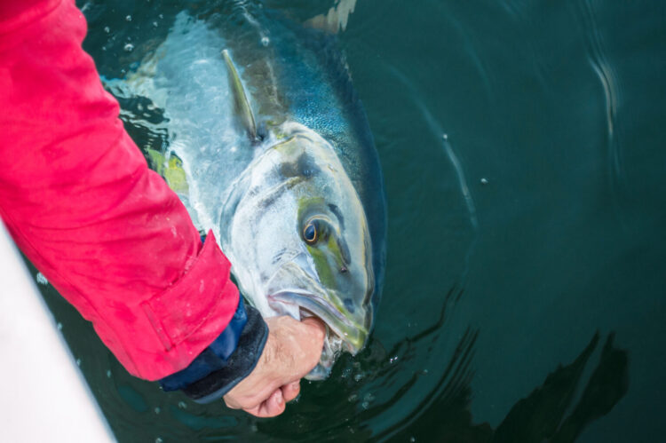 Overwhelming support confirms kingfish bag limit change