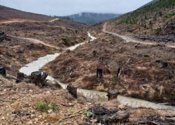 Logging threatens Macquarie perch project