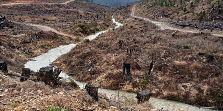 Logging threatens Macquarie perch project