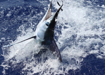 The spearfish saga
