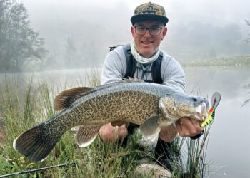 The mighty Murray cod