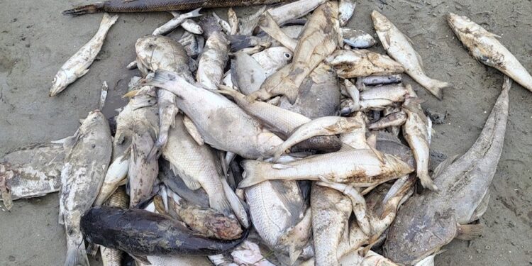 New project focuses on water quality