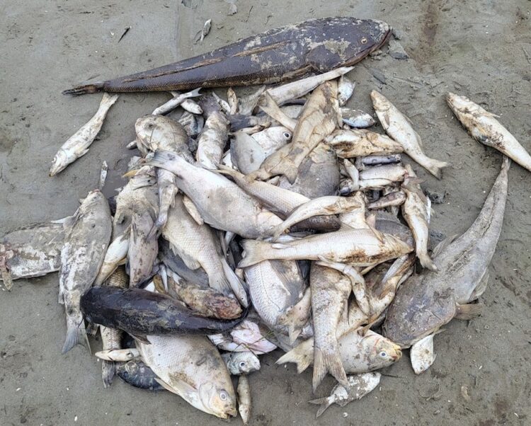 New project focuses on water quality