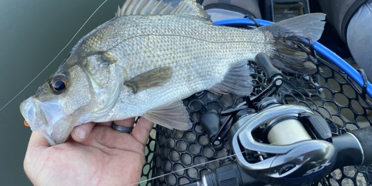 Shimano SLX BFS A XG review