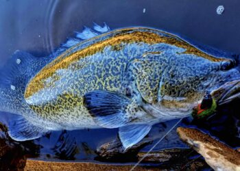 Murray cod season heats up