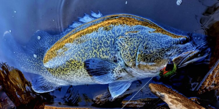 Murray cod season heats up