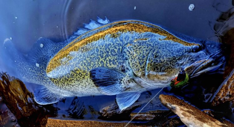 Murray cod season heats up