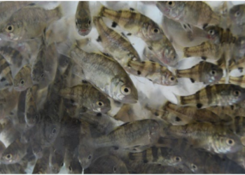 Stocked estuary perch fisheries, alive and thriving in Victoria