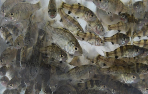 Stocked estuary perch fisheries, alive and thriving in Victoria