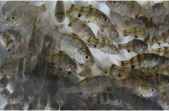 Stocked estuary perch fisheries, alive and thriving in Victoria