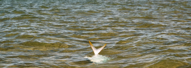 The Inshore Flats Project