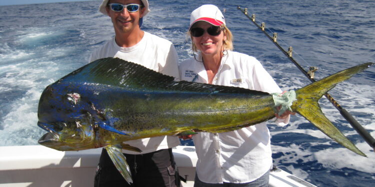 The mahi mahi mystery