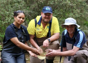 Rare mussels stocked in world first